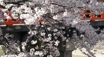 山王祭